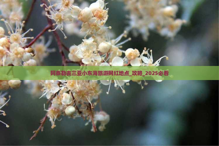 阿泰勒去三亚小东海旅游网红地点