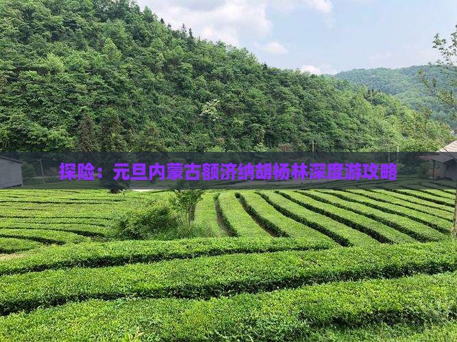 探险：元旦内蒙古额济纳胡杨林深度游攻略