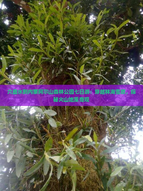 六盘水到内蒙阿尔山森林公园七日游：穿越林海雪原，探秘火山地质奇观