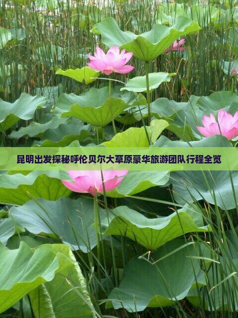 昆明出发探秘呼伦贝尔大草原豪华旅游团队行程全览