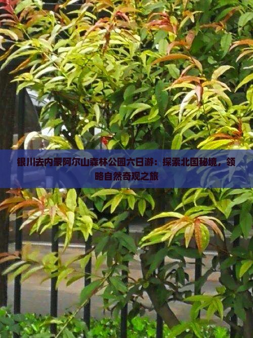 银川去内蒙阿尔山森林公园六日游：探索北国秘境，领略自然奇观之旅
