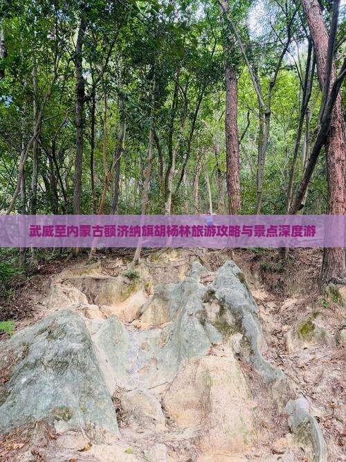 武威至内蒙古额济纳旗胡杨林旅游攻略与景点深度游