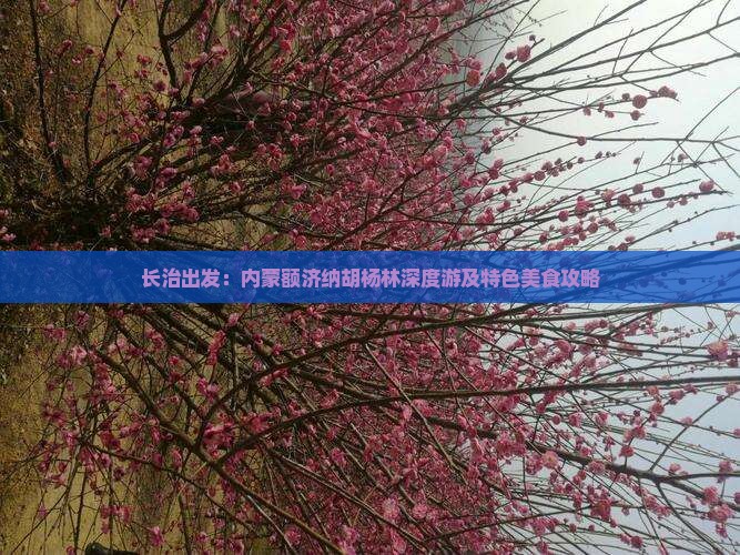 长治出发：内蒙额济纳胡杨林深度游及特色美食攻略