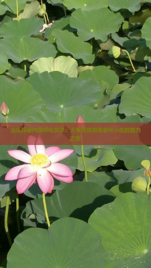 汕头探秘内蒙呼伦贝尔：大草原旅游美食与小吃的魅力之旅
