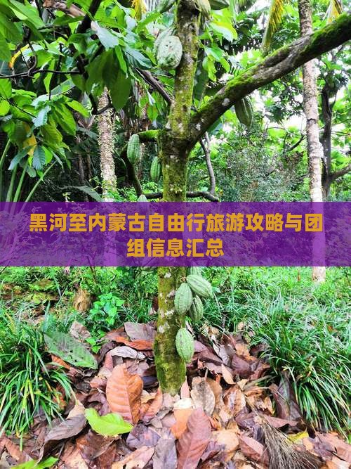 黑河至内蒙古自由行旅游攻略与团组信息汇总