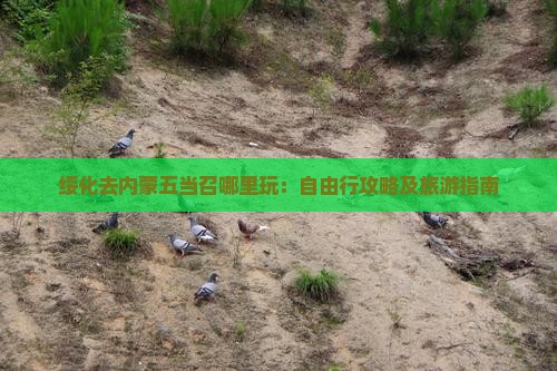 绥化去内蒙五当召哪里玩：自由行攻略及旅游指南