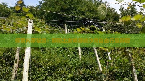 探索内蒙秘境：朝阳出发畅游响沙湾自由行旅游团