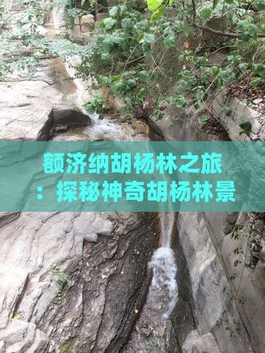 额济纳胡杨林之旅：探秘神奇胡杨林景观点