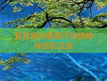 宜宾到内蒙额济纳胡杨林摄影之旅