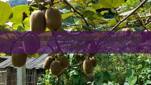 乌兰察布至内蒙阿尔山森林公园旅行：美食攻略与特色小吃推荐