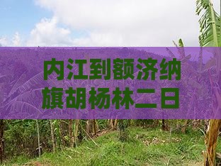 内江到额济纳旗胡杨林二日游攻略