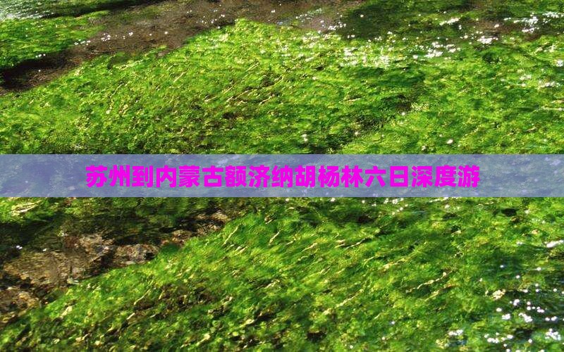 苏州到内蒙古额济纳胡杨林六日深度游