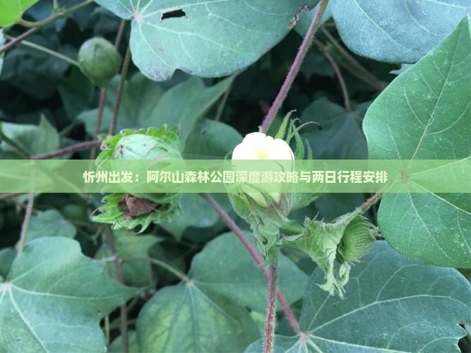 忻州出发：阿尔山森林公园深度游攻略与两日行程安排