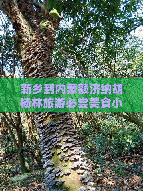 新乡到内蒙额济纳胡杨林旅游必尝美食小吃