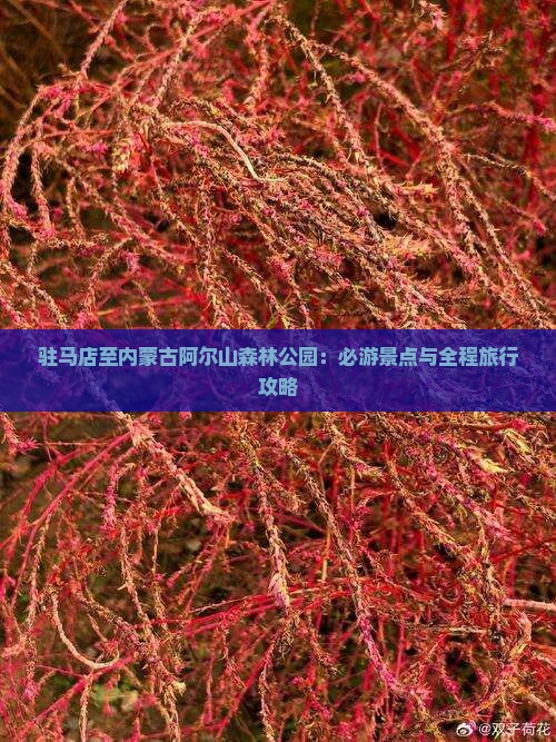 驻马店至内蒙古阿尔山森林公园：必游景点与全程旅行攻略