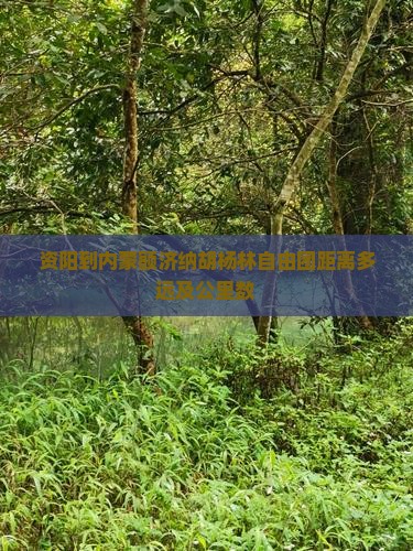 资阳到内蒙额济纳胡杨林自由团距离多远及公里数