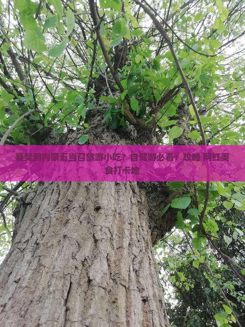 襄樊到内蒙五当召旅游小吃？自驾游必看：攻略+网红美食打卡地