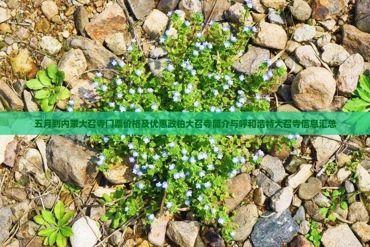 五月到内蒙大召寺门票价格及优惠政铂大召寺简介与呼和浩特大召寺信息汇总