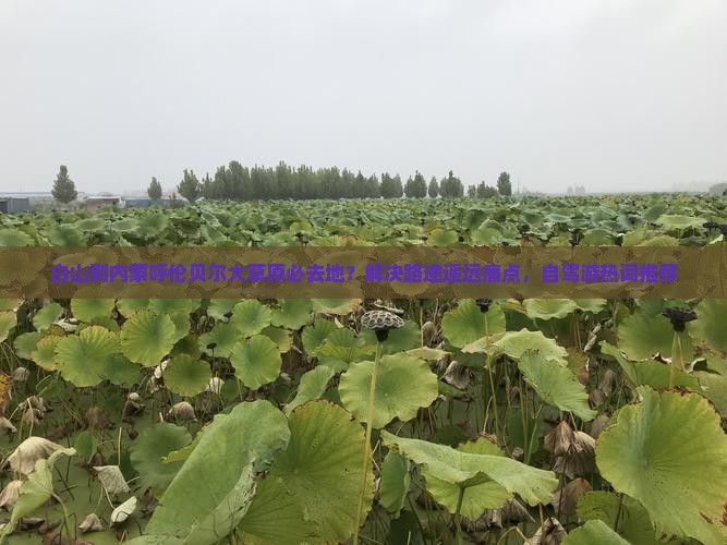 白山到内蒙呼伦贝尔大草原必去地？解决路途遥远痛点，自驾游热词推荐