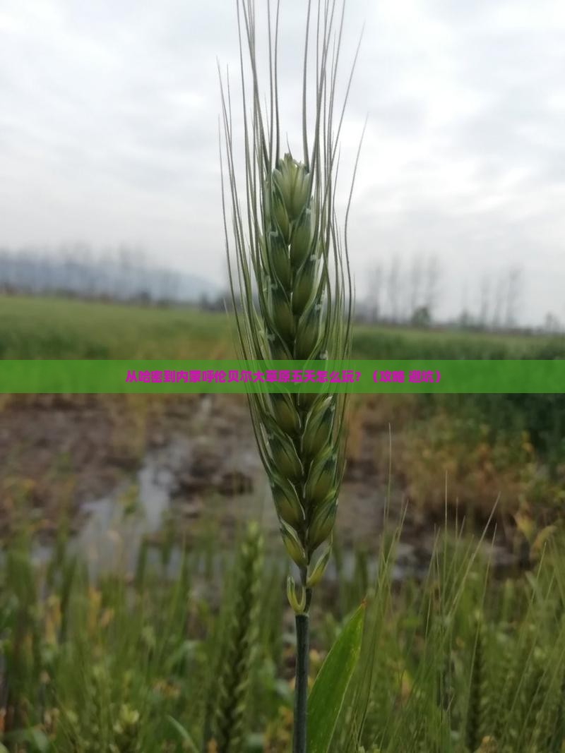 哈密到内蒙呼伦贝尔大草原五日游