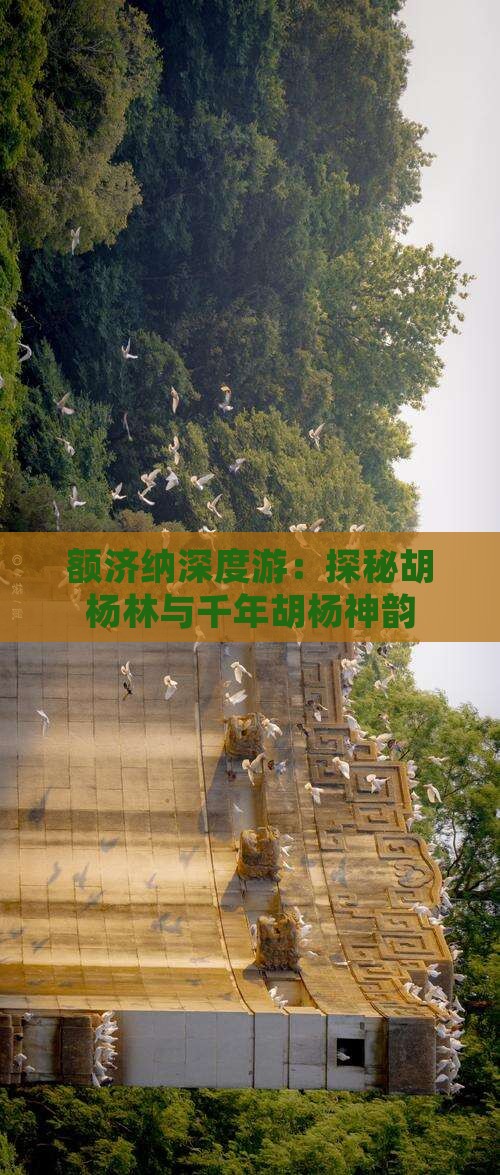 额济纳深度游：探秘胡杨林与千年胡杨神韵