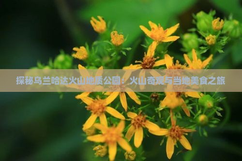 探秘乌兰哈达火山地质公园：火山奇观与当地美食之旅