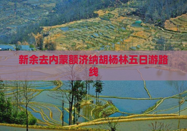 新余去内蒙额济纳胡杨林五日游路线