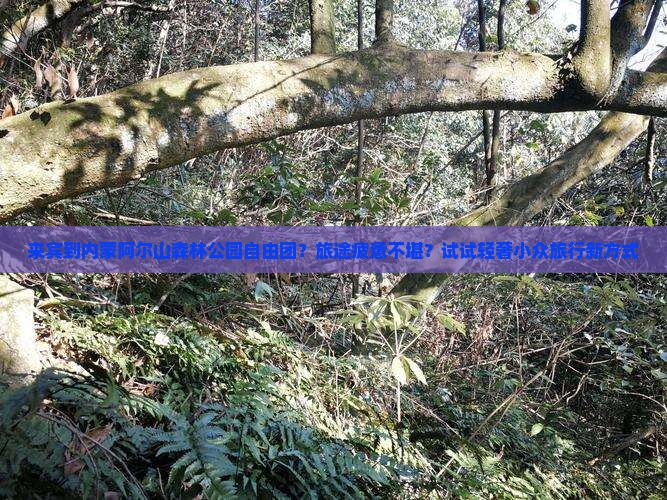 来宾到内蒙阿尔山森林公园自由团？旅途疲惫不堪？试试轻奢小众旅行新方式