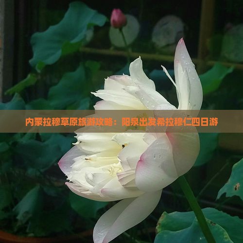 内蒙拉穆草原旅游攻略：阳泉出发希拉穆仁四日游