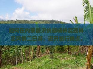 如何在内蒙额济纳胡杨林实现林芝风情二日游，避开旅行痛点，享受网红打卡新体验？