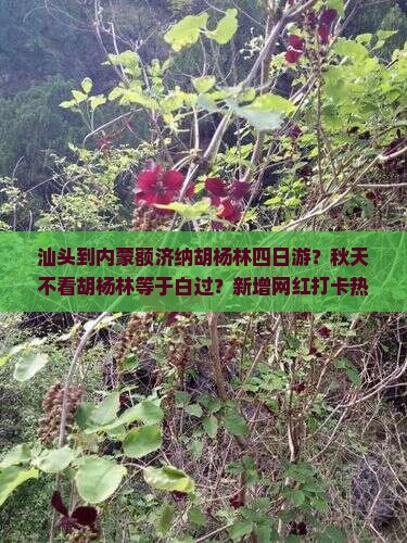 汕头到内蒙额济纳胡杨林四日游？秋天不看胡杨林等于白过？新增网红打卡热词