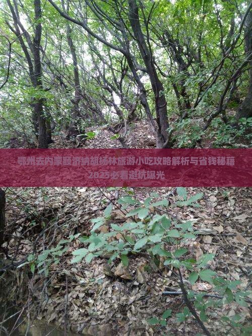 鄂州去内蒙额济纳胡杨林旅游小吃