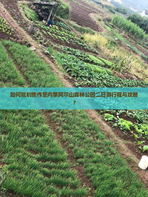 如何规划焦作至内蒙阿尔山森林公园二日游行程与攻略？