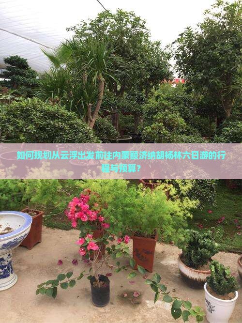 如何规划从云浮出发前往内蒙额济纳胡杨林六日游的行程与预算？