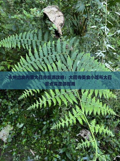 永州出发内蒙大召寺旅游攻略：大昭寺美食小吃与大召景点深度游指南