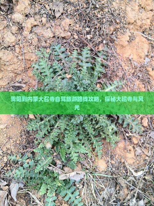 贵阳到内蒙大召寺自驾旅游路线攻略，探秘大昭寺与风光