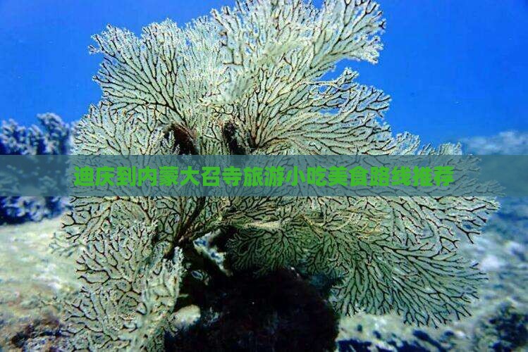 迪庆到内蒙大召寺旅游小吃美食路线推荐