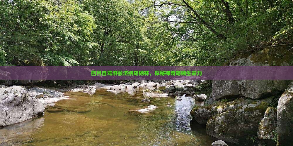 四月自驾游额济纳胡杨林，探秘神奇胡杨生命力