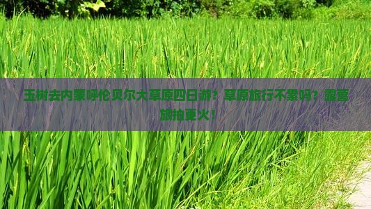玉树去内蒙呼伦贝尔大草原四日游？草原旅行不累吗？露营+旅拍更火！