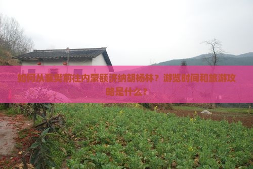 如何从襄樊前往内蒙额济纳胡杨林？游览时间和旅游攻略是什么？