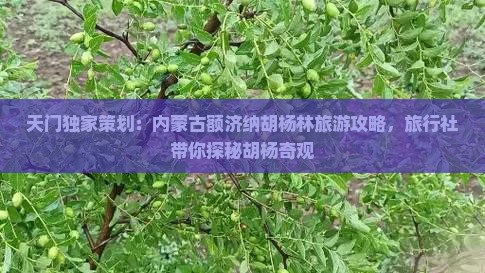 天门独家策划：内蒙古额济纳胡杨林旅游攻略，旅行社带你探秘胡杨奇观