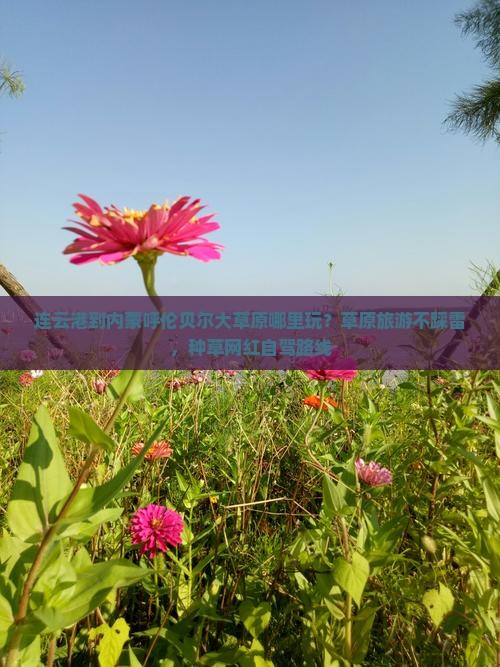 连云港到内蒙呼伦贝尔大草原哪里玩？草原旅游不踩雷，种草网红自驾路线