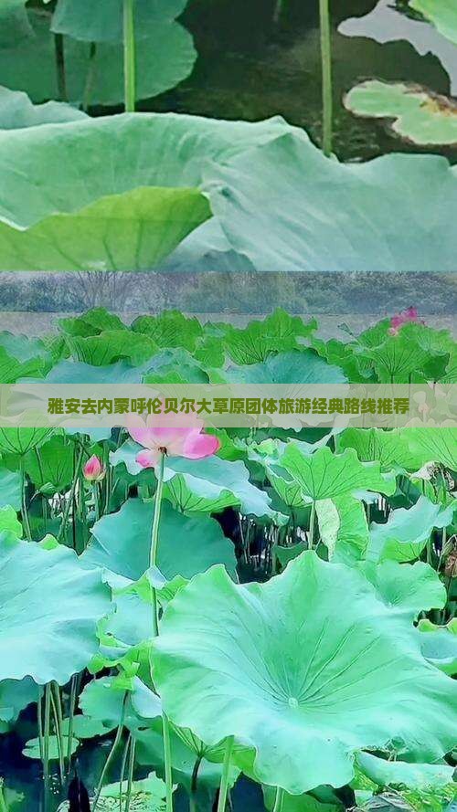 雅安去内蒙呼伦贝尔大草原团体旅游经典路线推荐