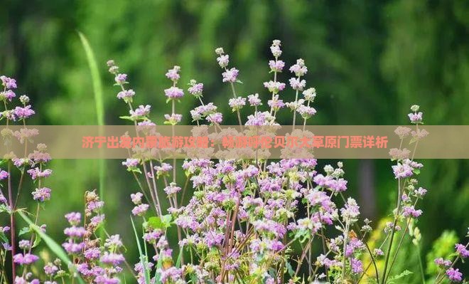 济宁出发内蒙旅游攻略：畅游呼伦贝尔大草原门票详析
