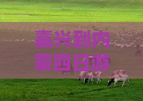 嘉兴到内蒙四日游多少钱？路线及费用详解