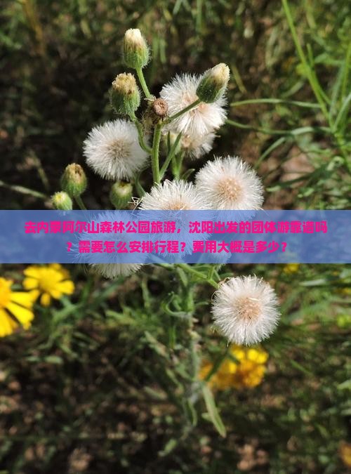 去内蒙阿尔山森林公园旅游，沈阳出发的团体游靠谱吗？需要怎么安排行程？费用大概是多少？