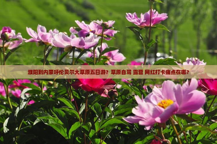 濮阳到内蒙呼伦贝尔大草原五日游？草原自驾+露营+网红打卡痛点在哪？