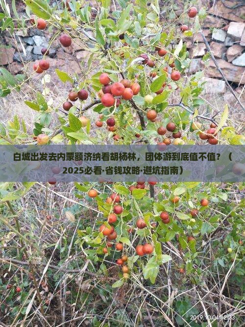 白城去内蒙额济纳胡杨林团体旅游 白城去内蒙额济纳胡杨林团体旅游