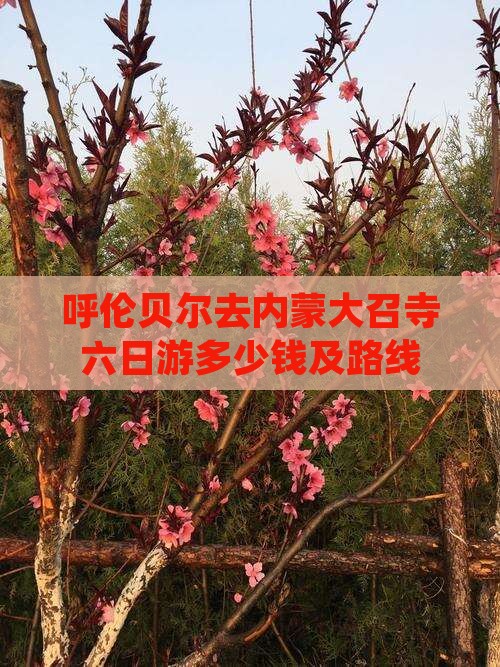 呼伦贝尔去内蒙大召寺六日游
