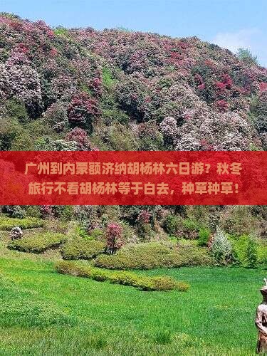 广州到内蒙额济纳胡杨林六日游？秋冬旅行不看胡杨林等于白去，种草种草！